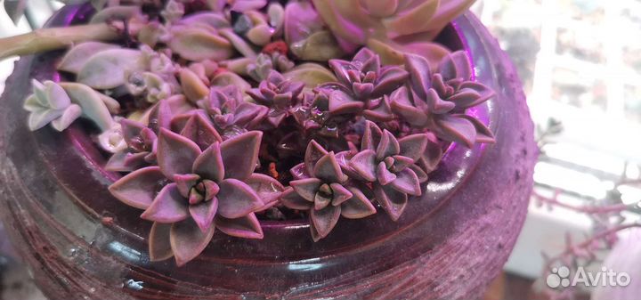 Суккуленты/Детки/Граптоверия/Эониум/Седум