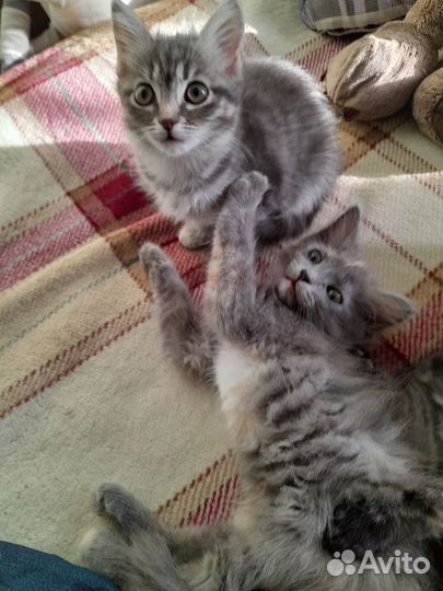 Котята обычные