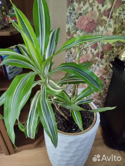 Драцена,рождественник