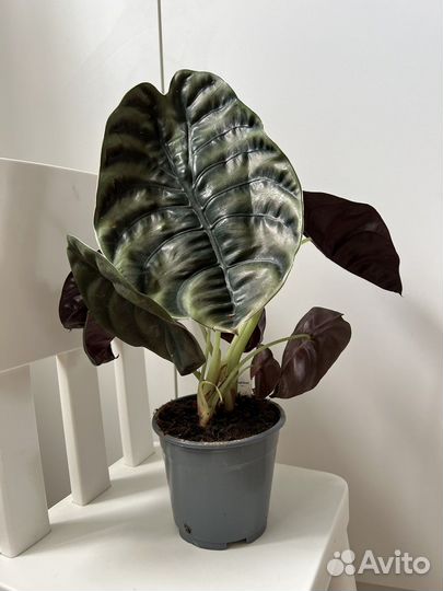 Алоказия ред секрет