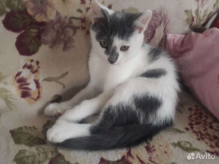 Котята в дар