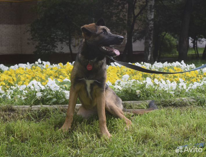 Собака. Возраст 8 месяцев