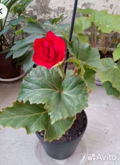 Бегонии разные