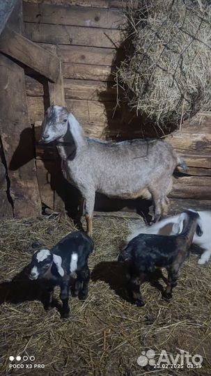 Нубийские козы