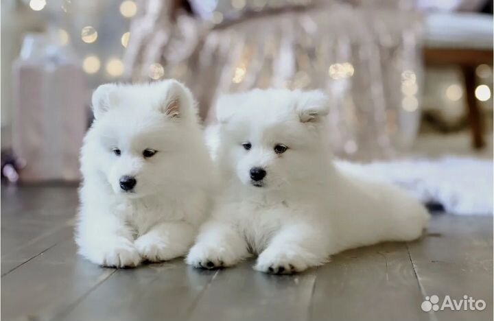 Самоедская лайка щенки