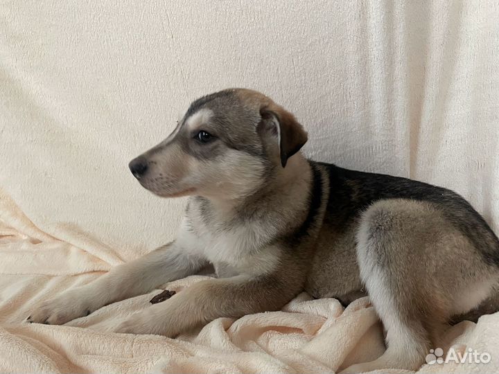 Щенок метис хаски девочка