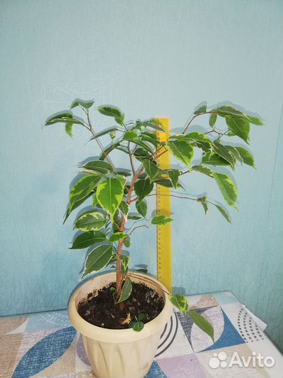 Фикус бенджамина