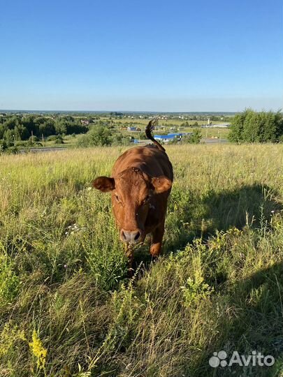 Коровы и телки