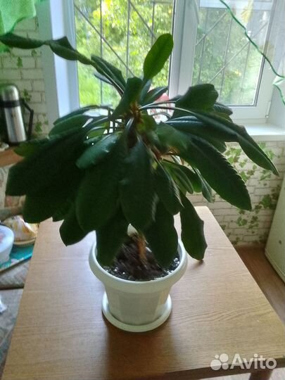 Комнатные цветы