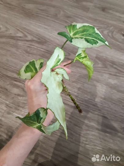 Монстера вар сингониумы