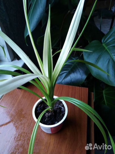 Комнатные цветы