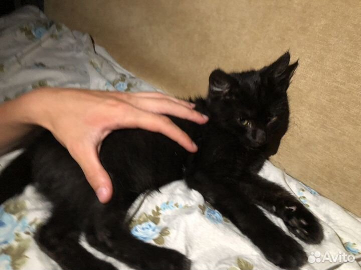 Котенок