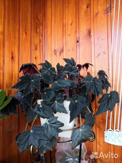 Бегония Клеопатра