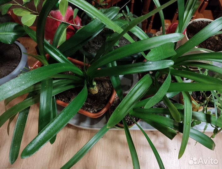 Комнатные цветы кливия
