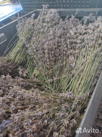 Лаванда
