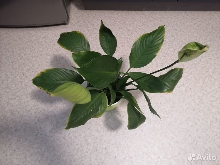 Цветок Женское счастье