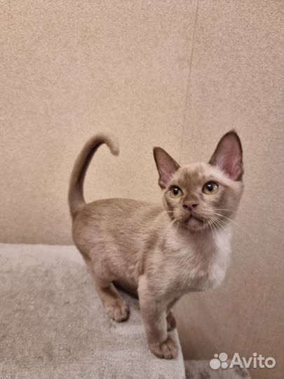 Бурманские котята