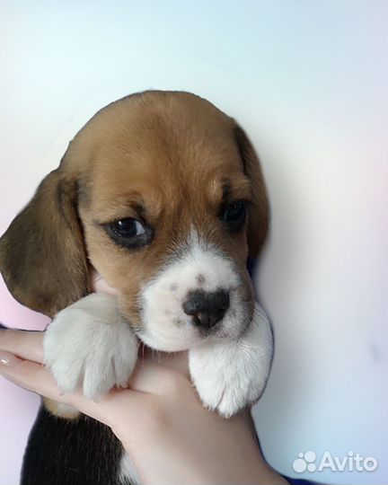 Красавица девочка бигль