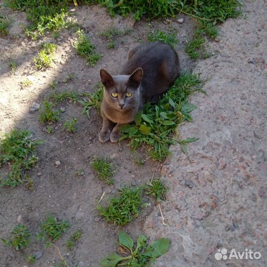 Кошка в дар