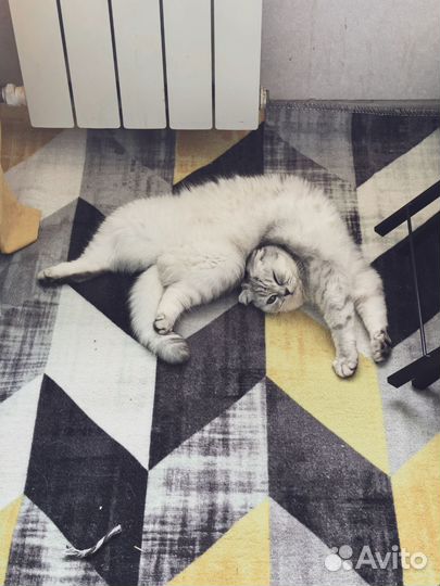 Серебристая шиншилла девочка