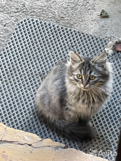 Котята в добрые руки бесплатно