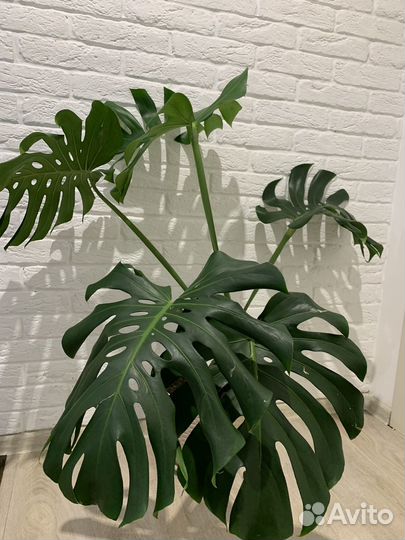 Монстера деликатесная