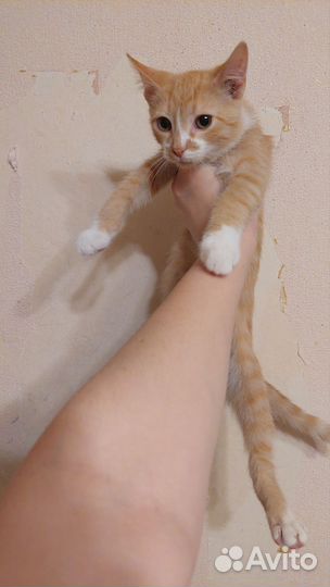 Рыжий котенок в добрые руки