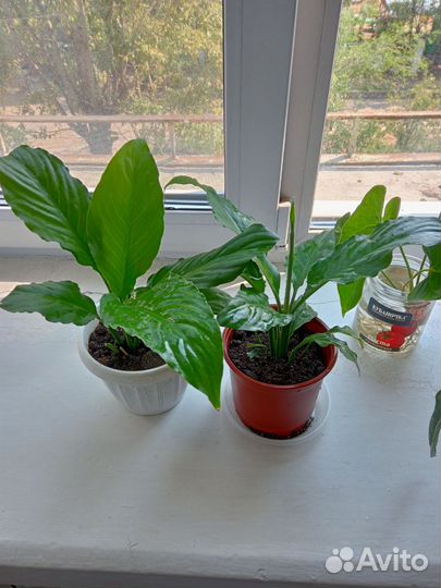 Спатифиллум