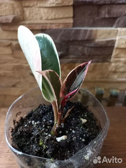 Фикус «Белиз» (Belize)