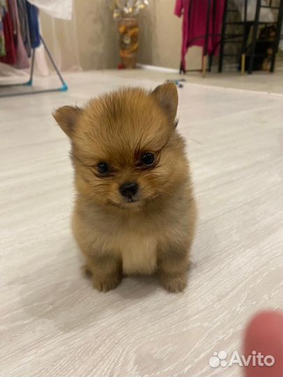 Щенки шпица