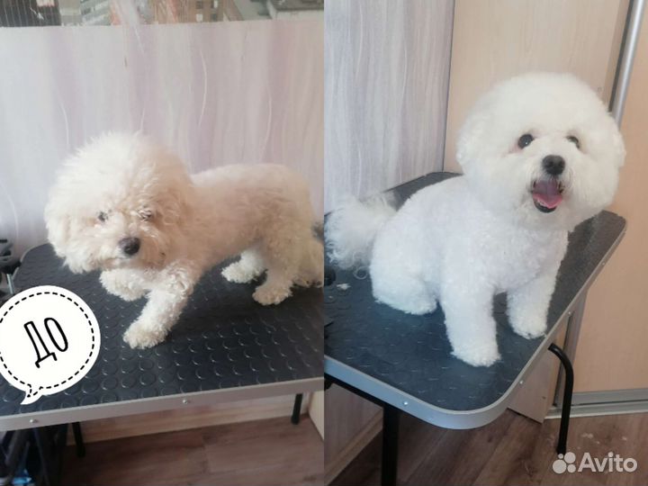 Стрижка собак