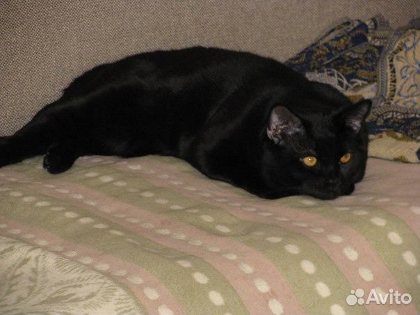 Шотландский кот приглашает на вязку