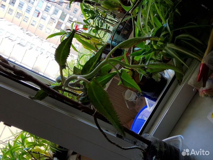 Каланхоэ бесплатно