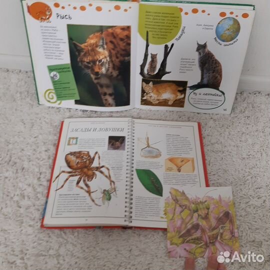 Мир животных, Акулы книги