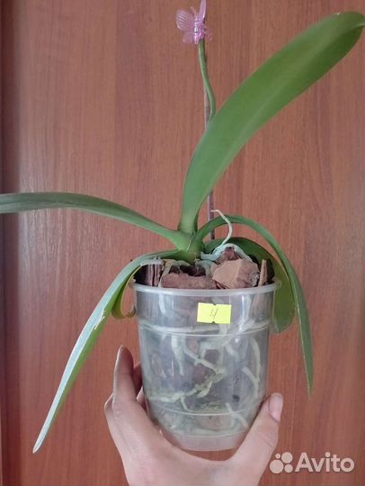 Орхидея фаленопсис