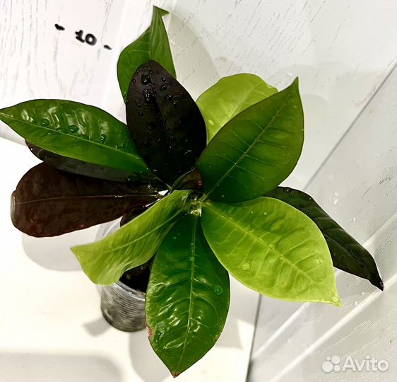 Кротон миссис айстон