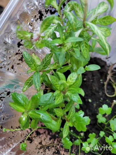 Аквариумные растения в воздушной форме