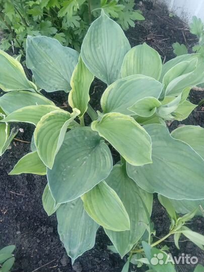 Хоста растение