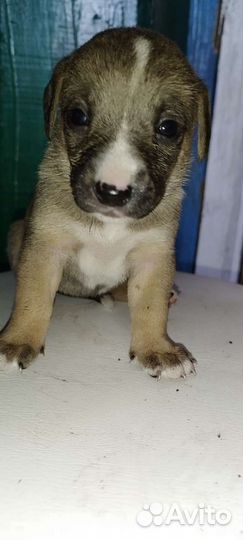 Щенки от лайки