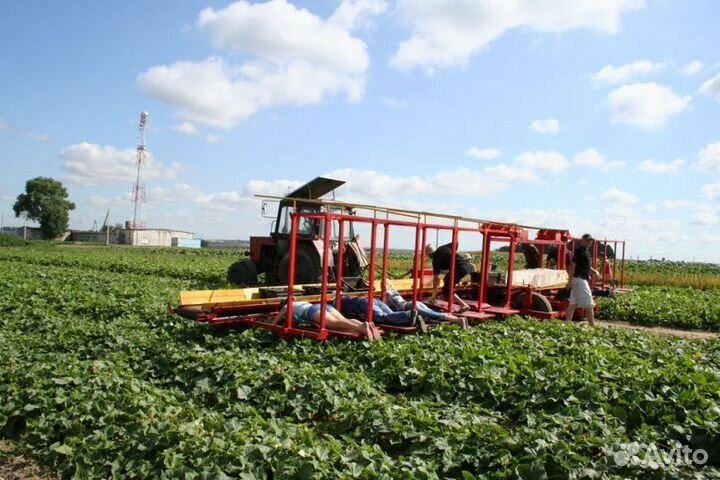 Вахта сбор огурцов/с Проживанием