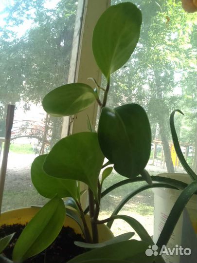 Хлорофитум