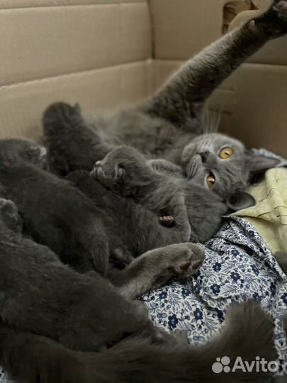 Отдам чистокровного британского котенка