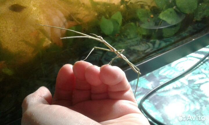 Аннамские палочники (малыши)