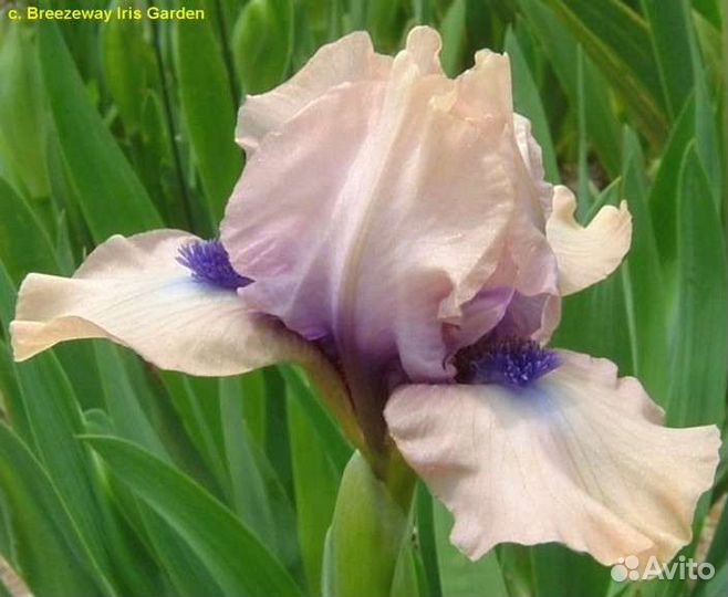 Ирисы карликовые