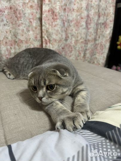 Продам котика