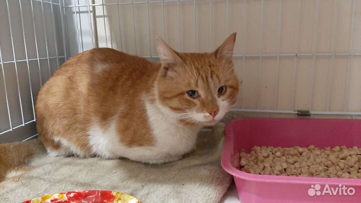 Кот Пряник в поиске дома