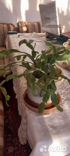 Комнатные цветы