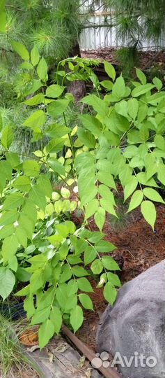 Аралия манчжурская