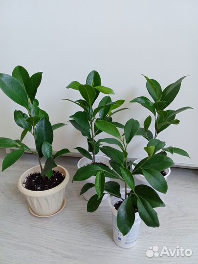 Фикус гинсенг