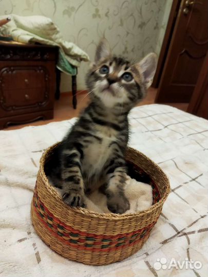 Бенгальская кошка